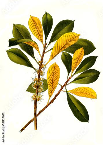 Heilpflanze, Guttaperchabaum, Palaquium gutta  ist eine Pflanzenart aus der Gattung der Guttaperchabäume photo