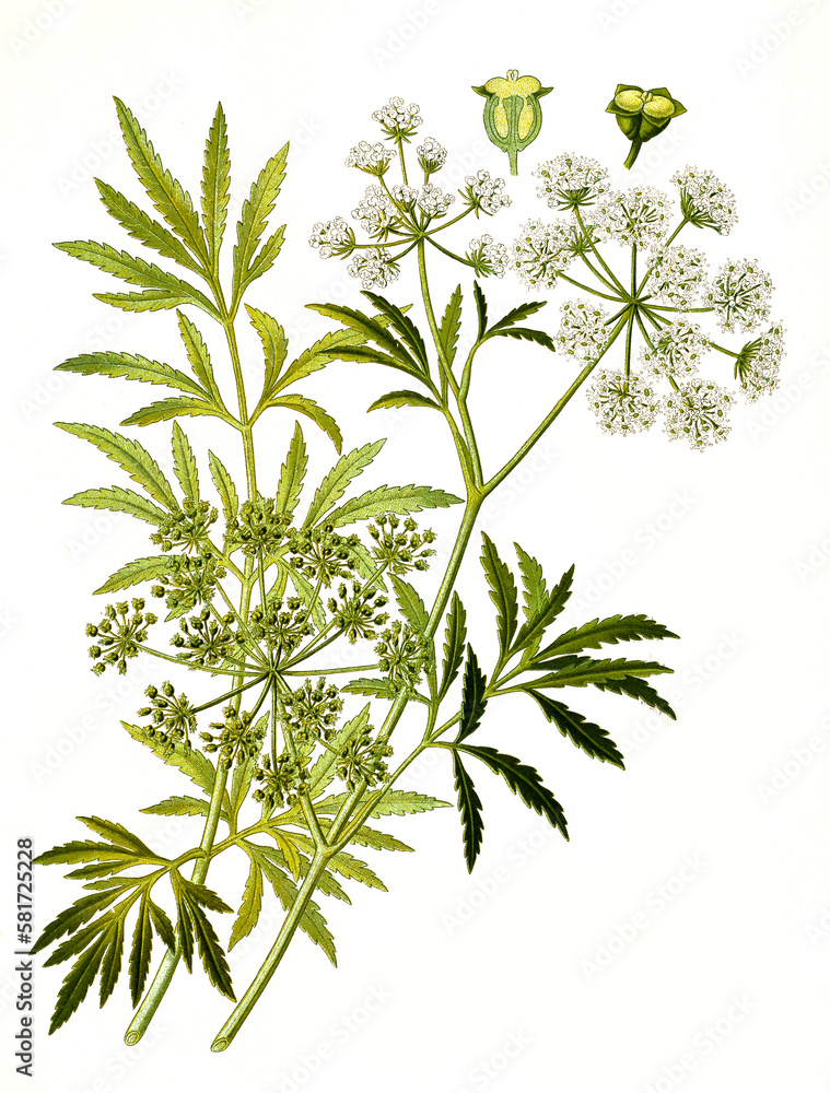Fototapeta premium Heilpflanze, Wasserschierling, Cicuta virosa, auch Gift-Wasserschierling