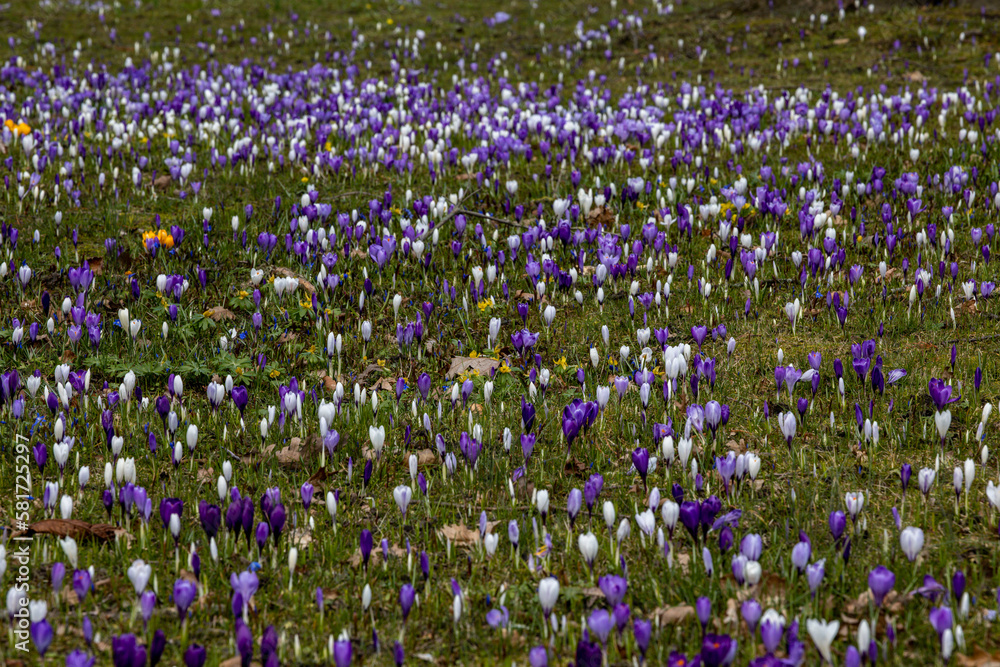 Copenhagen, Denmark Blossoming crocus flowers in a park at springtime. Copenhagen, Denmark Blossoming crocus flowers in a park at springtime.