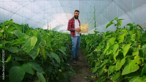 Organic greenhouse business. Farmer is standing with bucket of freshly picked yellow pepper in his greenhouse. Slow motion video.