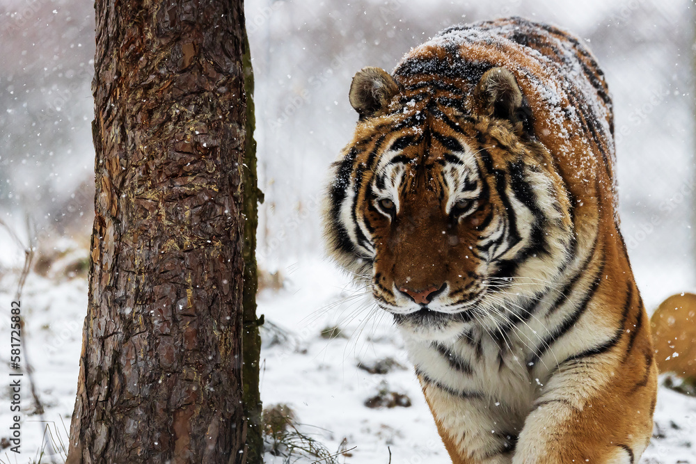 Obraz premium Siberian tiger (Panthera tigris tigris) walking in the snow, detail