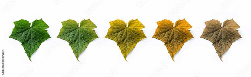 leaves isolated on white background leaves isolated on white background