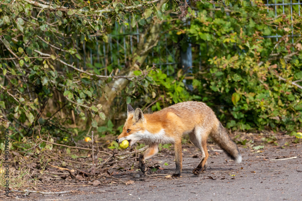 Fototapeta premium Fuchs mit Apfel auf dem Zingst.