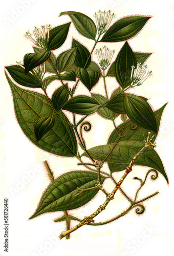 Heilpflanze, Strychnos toxifera, Curare, Gattung der Brechnüsse, Strychnos, insbesondere Strychnos toxifera photo