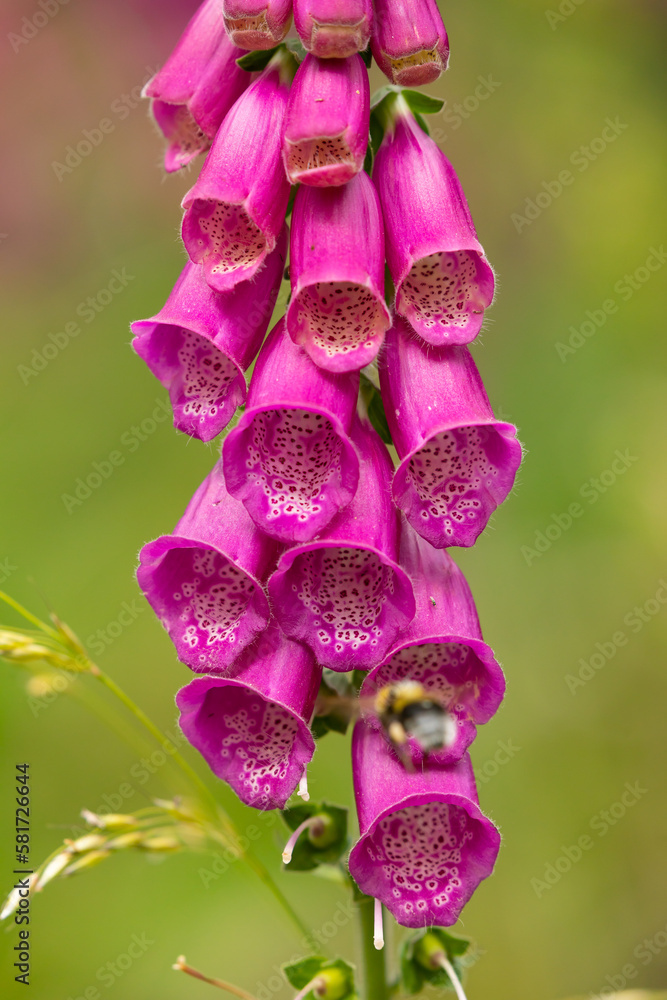 Fototapeta premium Beautiful magenta flowers in spring, on a green background, of the species Digitalis purpurea L, known as foxglove, in the natural park of Moncayo, Spain