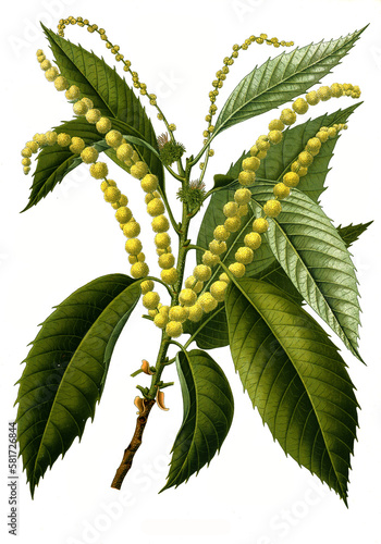 Fotografie Heilpflanze, Castanea vesea, sweet chestnut, Eßkastanie