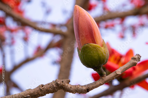 Bombax  Buds of a tree with flowers on a background of blue sky