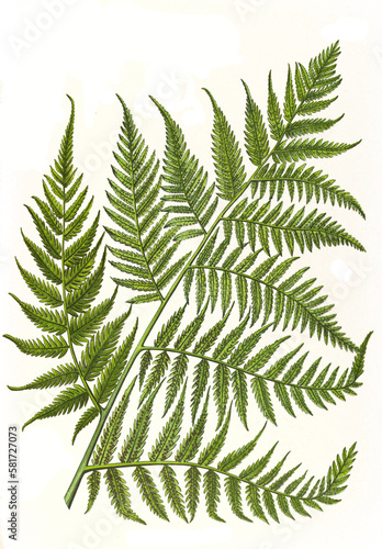 Heilpflanze, Chinesischer Schatullenfarn, Cibotium barometz  ist eine Pflanzenart aus der Gattung Cibotium,