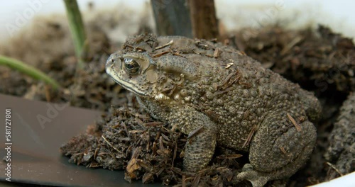 Closeup - Gardener removes a toad from plant pot. Amphibians dig holes in the soil when hibernate in winter. Toad’s dry and bumpy skin. Garden supplies and equipment concept.