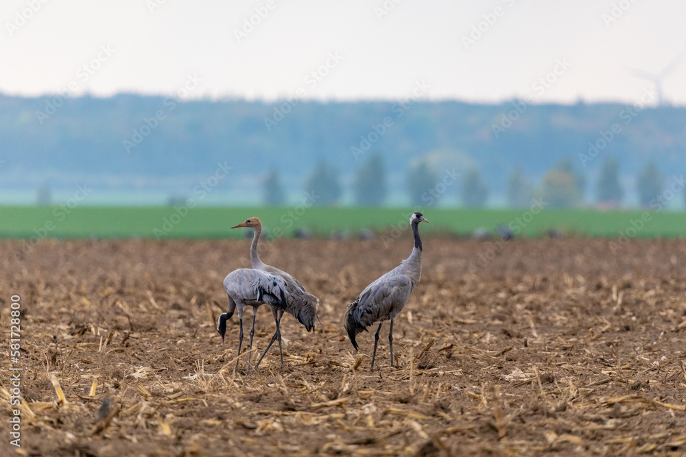 Fototapeta premium Kraniche auf dem Feld.