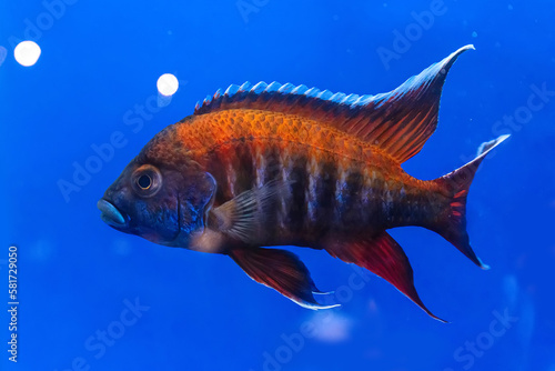 Cichlidae in the cabinet