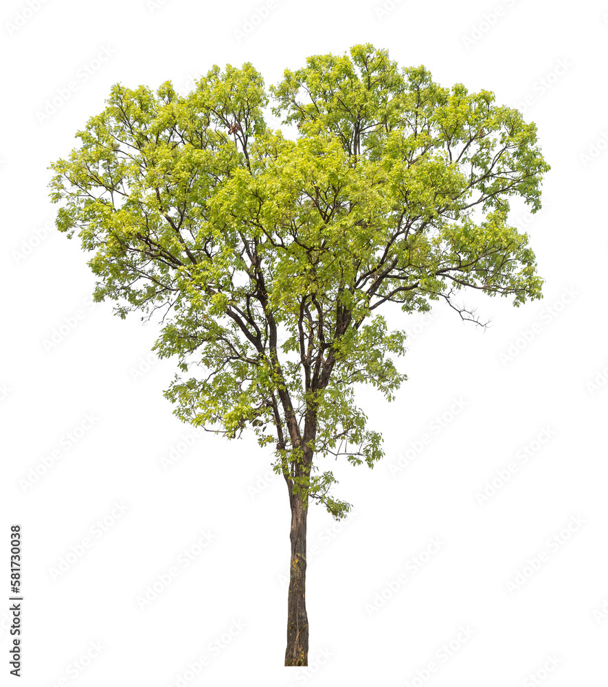 Obraz premium Green tree isolated on transparent background with clipping path, single tree with clipping path and alpha channel.
