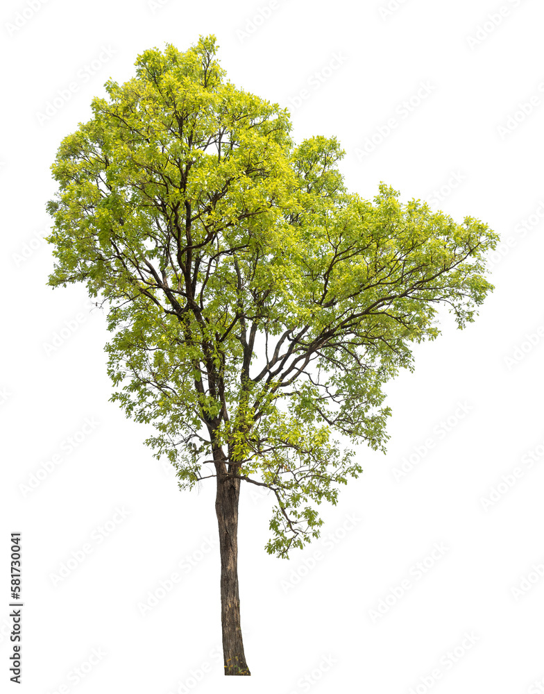 Green tree isolated on transparent background with clipping path, single tree with clipping path and alpha channel. Green tree isolated on transparent background with clipping path, single tree with clipping path and alpha channel.