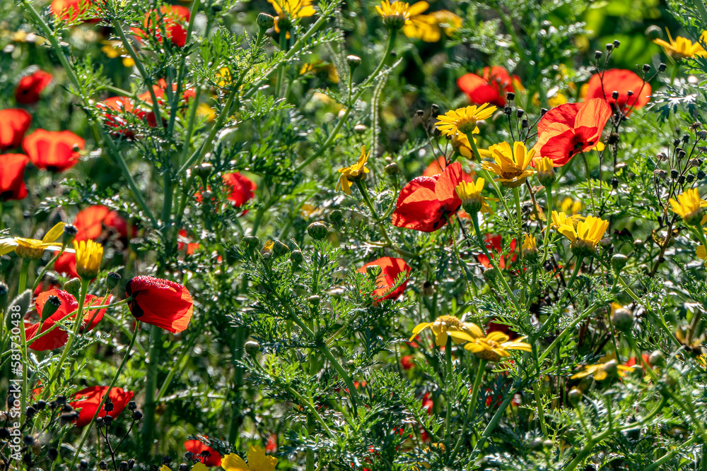 Wild blooming red poppies among green grass in rays of light
