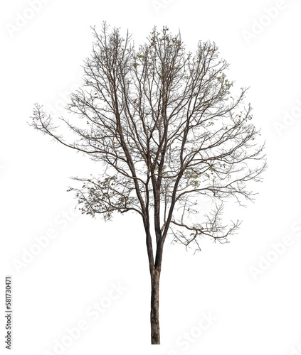 tree isolated on transparent background with clipping path, single tree with clipping path and alpha channel.