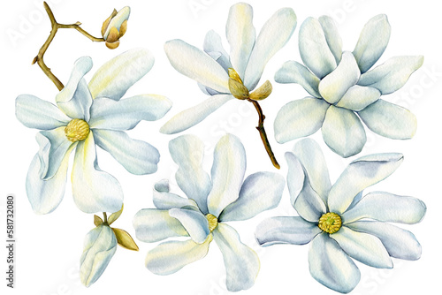 White magnolia flowers set on isolated background  watercolor flora for design. Spring magnolia blooming illustration