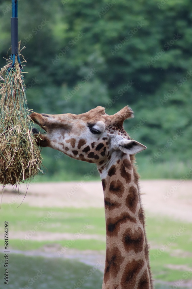 Fototapeta premium portrait of a giraffe in the zoo
