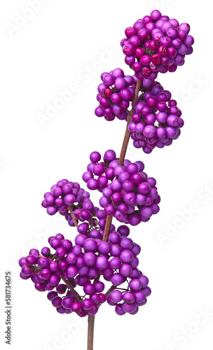 Baies de Callicarpa bodinieri en hiver	
 photo