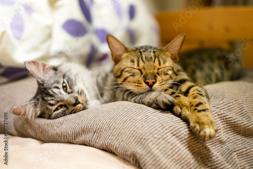 仲良しベンガル猫とサバトラの子猫_寝る © Nii Koo Nyan