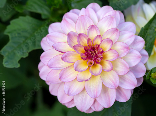 Delicate pink dahlia flower. Gardening  perennial flowers  landscaping.