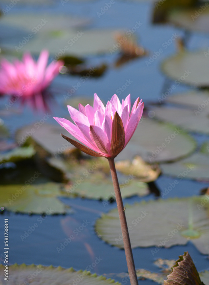 A pink lotus flower on the water. A pink lotus flower on the water.