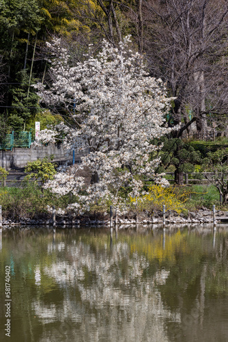 満開のコブシの花