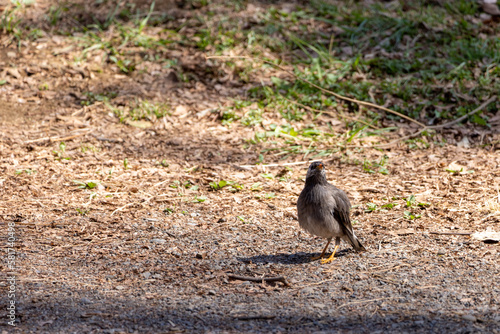 散歩中のムクドリ