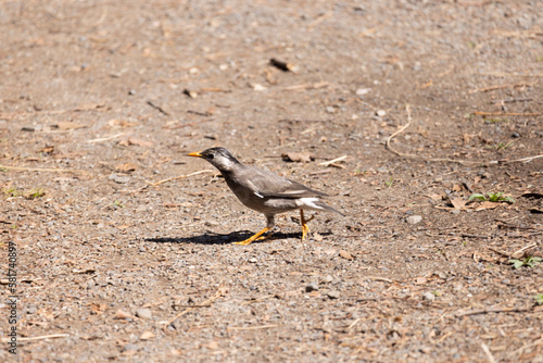 散歩中のムクドリ