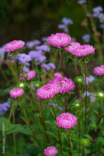 pink aster flowers on green leaves background. Colorful multicolor aster flowers perennial plant. Close up of aster flower garden bed in early autumn september day in farm field