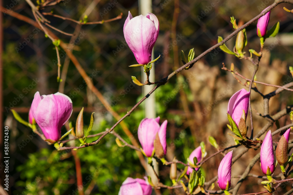 purple magnolia twig in full blossom. romantic floral background of a garden purple magnolia twig in full blossom. romantic floral background of a garden