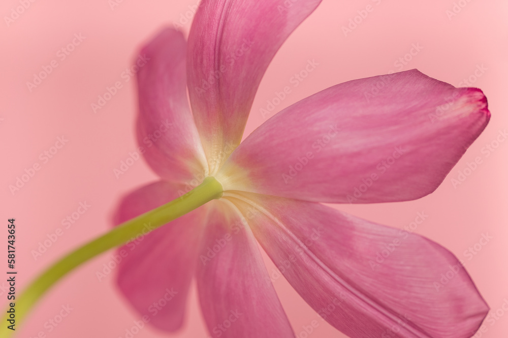 Close-up of a pink tulip flower for background.