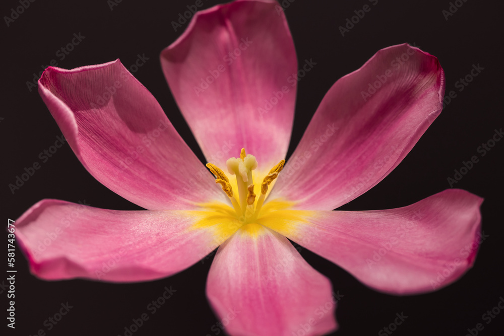 Fototapeta premium Pink flower on a black background.