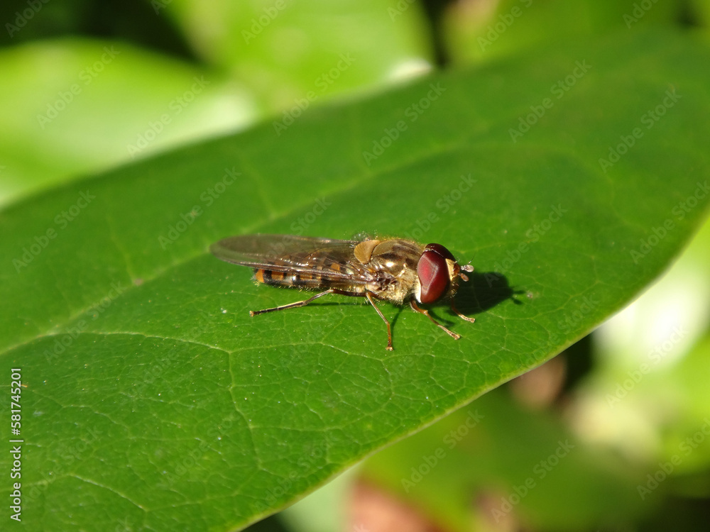 Male marmalade hover fly (Episyrphus balteatus) sitting on a green leaf Male marmalade hover fly (Episyrphus balteatus) sitting on a green leaf