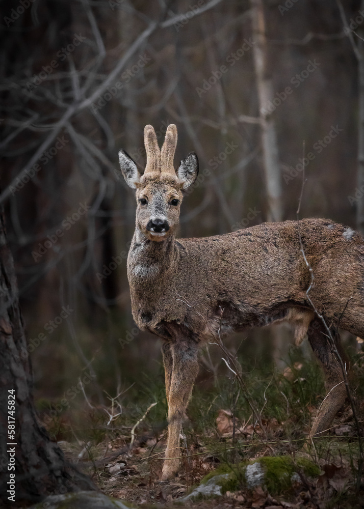 The deer The deer