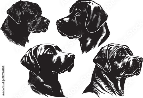 black and white dogs photo