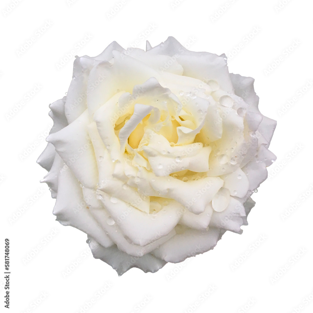 White rose isolated on white. A white rose with a water drop close up on a white background. White rose isolated on white. A white rose with a water drop close up on a white background.