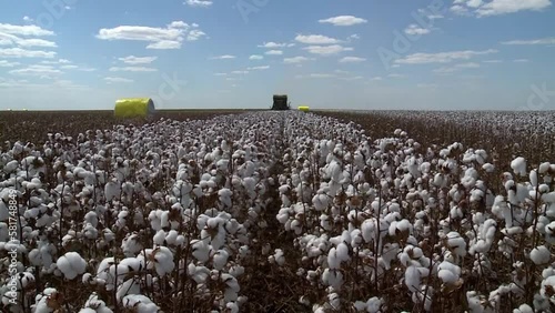 Zoom out revealing tractor harvesting cotton fiber in growing plantation field photo