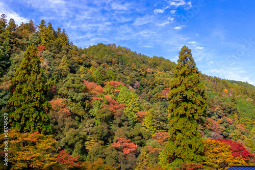 Fototapeta Naklejka Na Ścianę i Meble -  秋の京都・神護寺近くで見た、山の斜面を彩る紅葉と快晴の青空