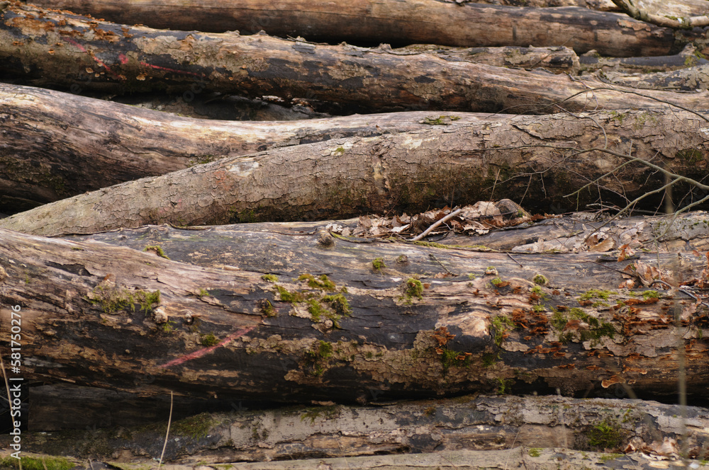 A pile of fallen logs in the forest. Selective focus. A pile of fallen logs in the forest. Selective focus.