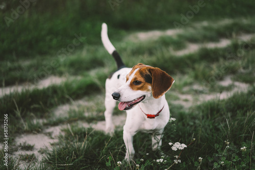 Jack Russell Terrier plays on grass, close-up. The concept of animals
