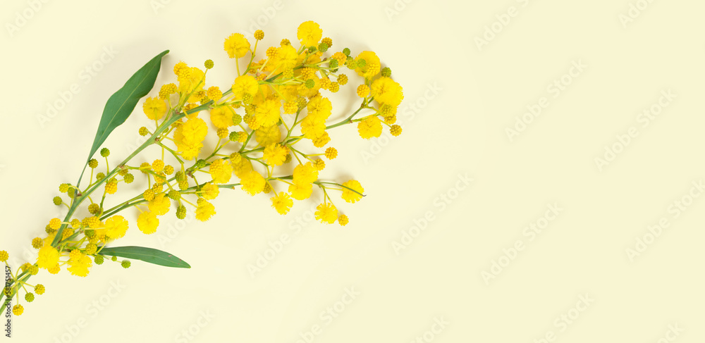 Beautiful bouquet of mimosa on a light yellow background. Spring background in banner format with a branch of mimosa.