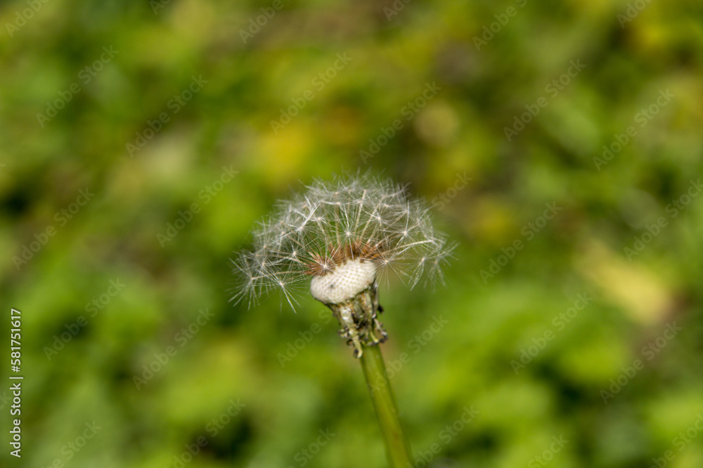 Dry dandelion closeup in green background in spring