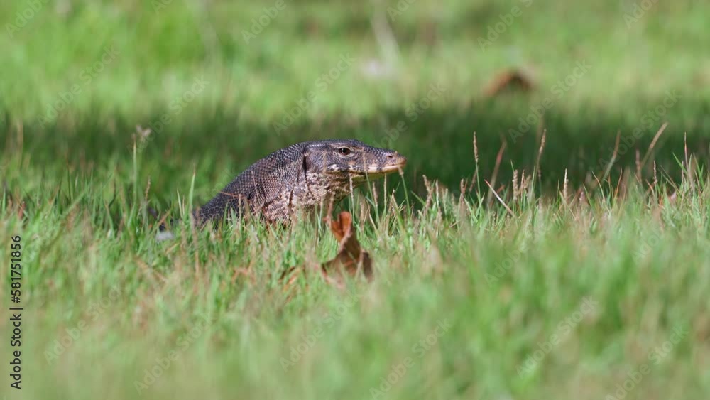 Close-up of a dangerous monitor lizard during a hunt. A carnivorous predator hid in the grass in search of prey. The reptile sticks out its long tongue, its brown scales glistening in the sun. Close-up of a dangerous monitor lizard during a hunt. A carnivorous predator hid in the grass in search of prey. The reptile sticks out its long tongue, its brown scales glistening in the sun.