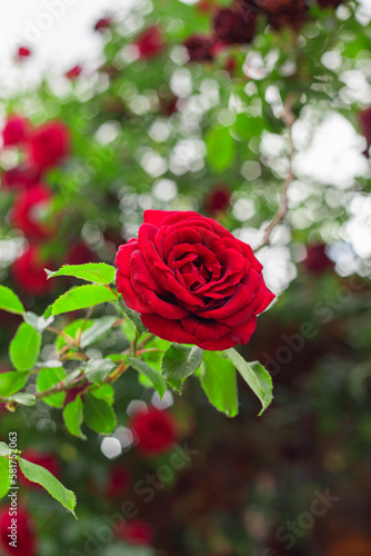 Wallpaper Mural Red rose in garden Torontodigital.ca