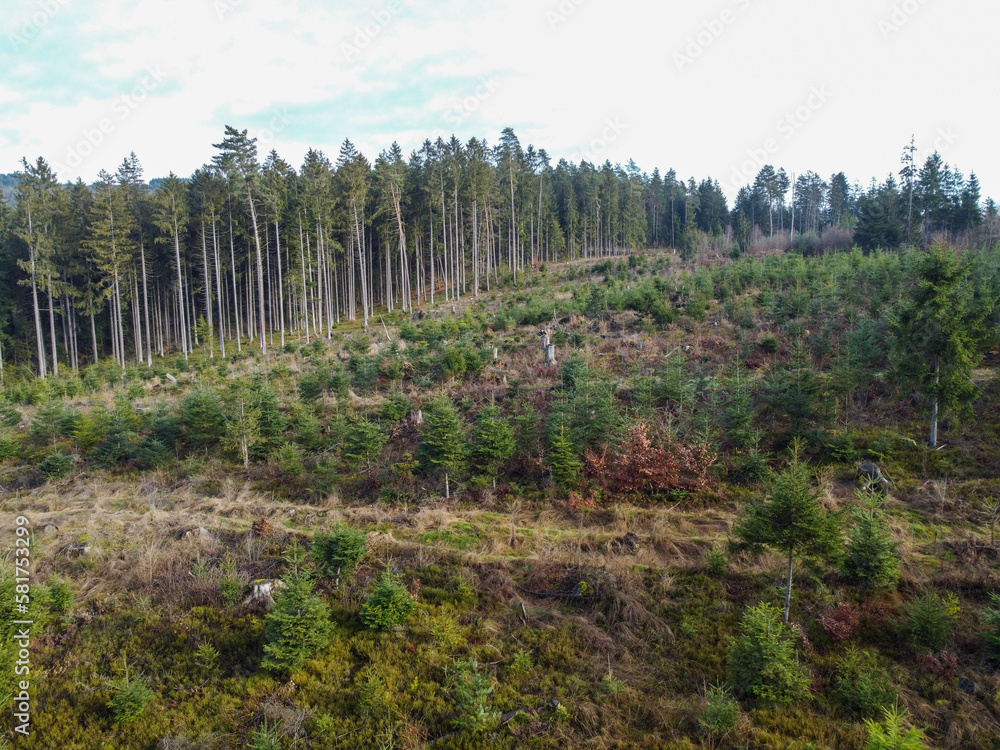 Forest dieback and reforestation necessary due to climate change in Bavaria