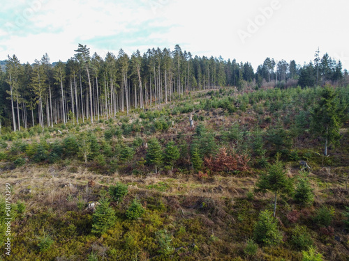 Forest dieback and reforestation necessary due to climate change in Bavaria © helfei