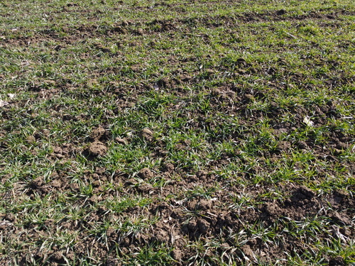 Field in early spring, close-up of the ground