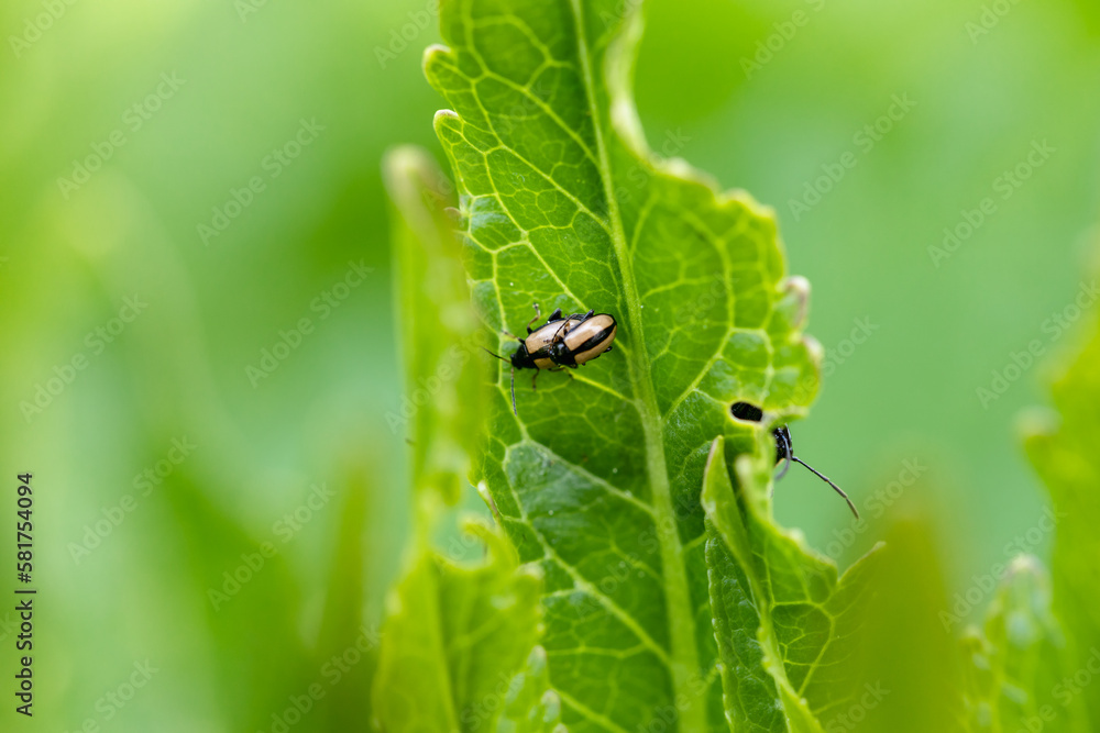 close-up flea beetle black insect with dung on leaf close-up flea beetle black insect with dung on leaf