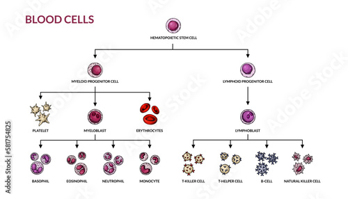 Hematopoiesis diagram. Human blood cells types with names. Scientific microbiology vector illustration in sketch style. blood cellular components formation