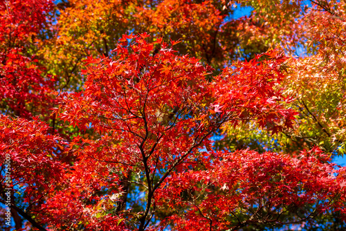 秋の京都・将軍塚青龍殿で見た、真っ赤な紅葉と背景の青空